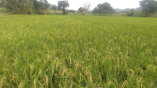 Maldha