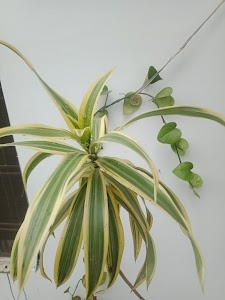 Belava
