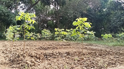 Dps Robertsganj