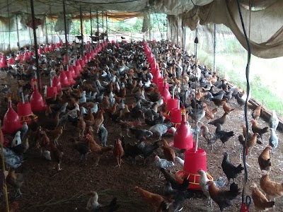 Mantu poultry farm