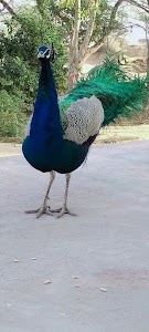 Deidaspura