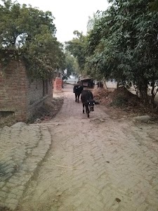 Hilauli