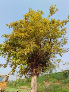 Adi