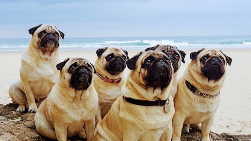 Pug Hub