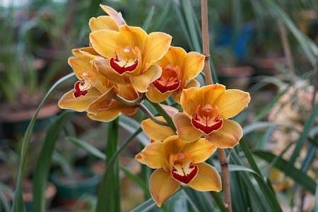 Takdah Orchid Centre, Takdah