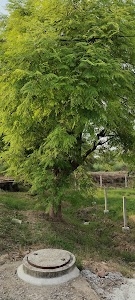 Shahpur