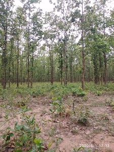 Forest Range Office, Nohai Range