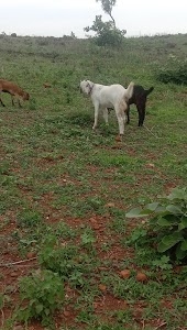 Julwanya