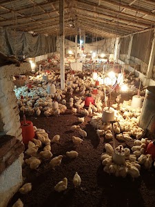 Mk ground poultry farm paithan kabai
