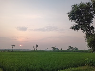 Tikari