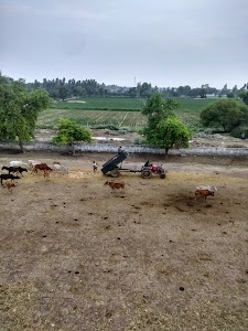 Panjkosi