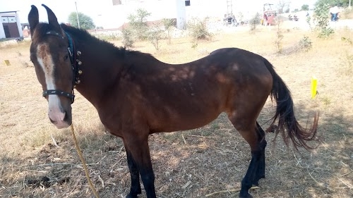 Aheerpura