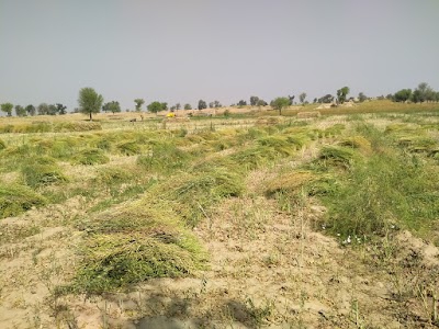 Birdhwal RS BO 335805