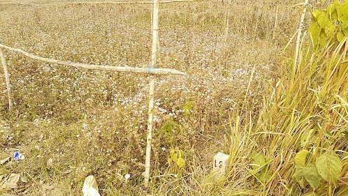 Lipiri Sangtam