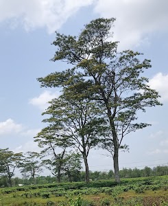 Hukanpukhuri Gaon