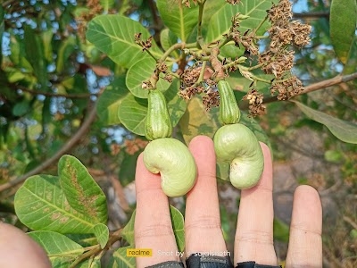 Kaju Hills