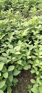 Kamlya Khedi