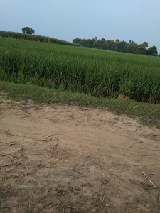 Sarra Kalan