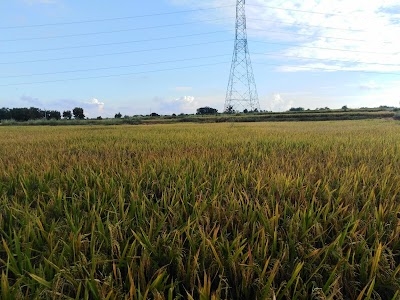 NOOR FARMS