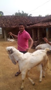 Goat and Dog Form