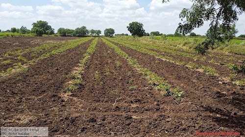 Ankalagi