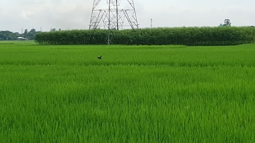 Darigaon