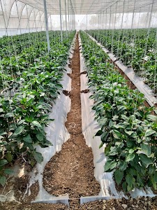 Kishan hitech nursery