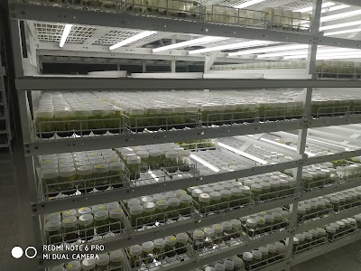 GREEN LEAF PLANT TECHNOLOGY TISSUE CULTURE BANANA