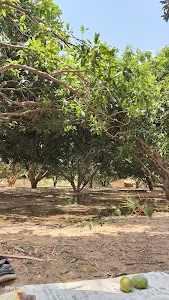 Rajendra Yadav Mango Garden