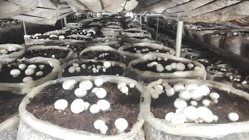 SAFE ORGANIC LIFE - Mashroom and Poultry Farm