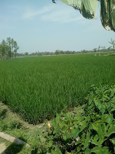 Jharkhali Bazar