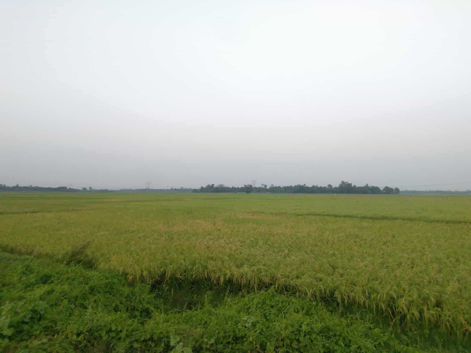 Panpur