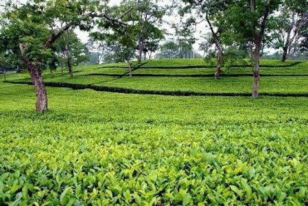 Neptune Tea Estate