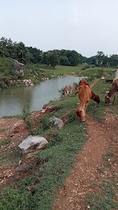 Raikot