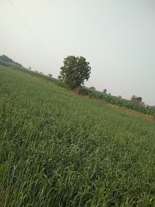 Bhalavani