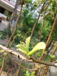 Bargur