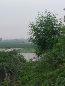 Rawaldhi
