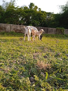 Jagannathpur Girls High School