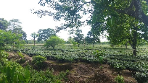 Nimtijhora Tea Garden