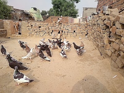 Dharodi