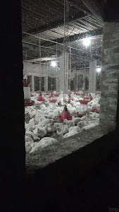 Bissu poultry farm Nukera