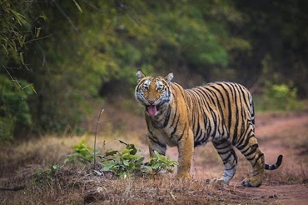 Veerangana Durgavati Wild Life Sanctuary, Damoh