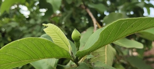Buraj
