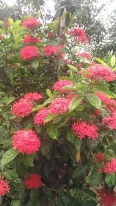 Mirkhila