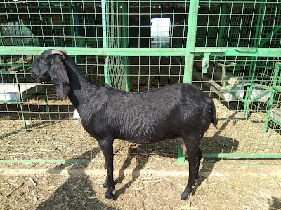 Hillton Goat Farming