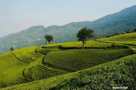 Temi Tea Estate