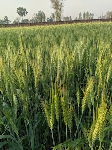झूलमुल कम्पनी