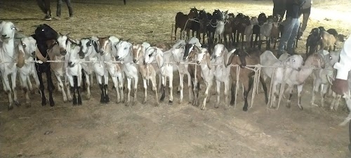 Goat? Market