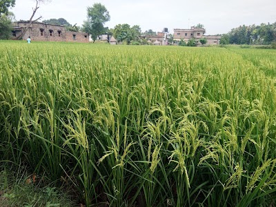 Hafizpur