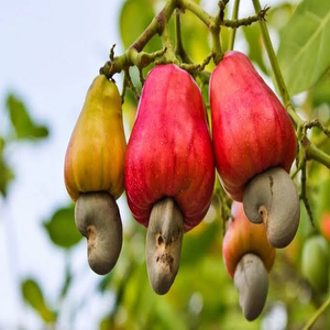 Cashew Garden